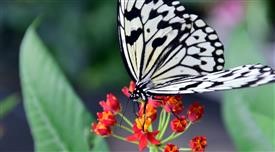 &quot;Flower Delivery Winnetka California
